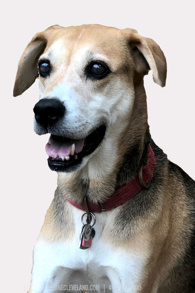 Lilo The Dog